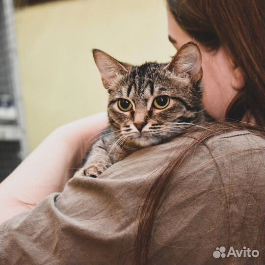 Кошка в дар