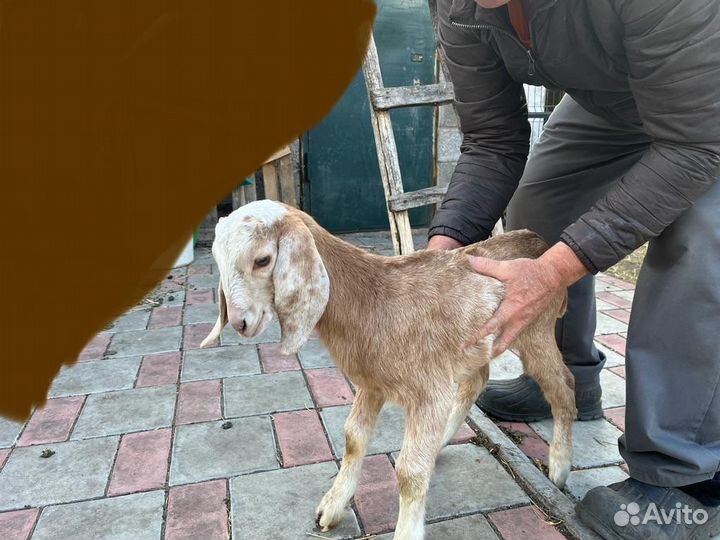 Нубийские козлята