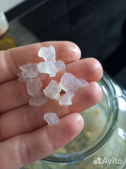 Индийский морской рис