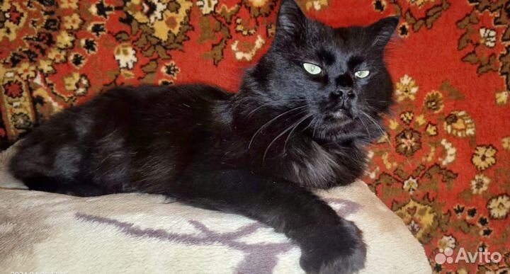 Кот ищет дом