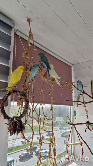 Птенцы докормыши ожерелового попугая