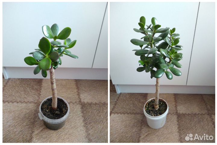 Комнатные растения, цветы