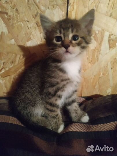 Котенок девочка в добрые руки
