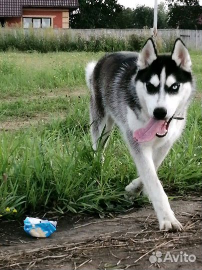 Вязка хаски