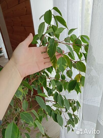 Фикус бенджамина большой