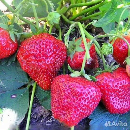 Рассада крупноплодный клубники