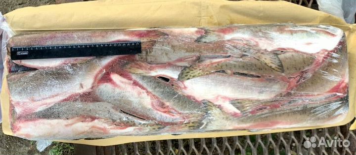 Рыба горбуша