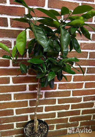 Цитрус Апельсин австралийский lane late