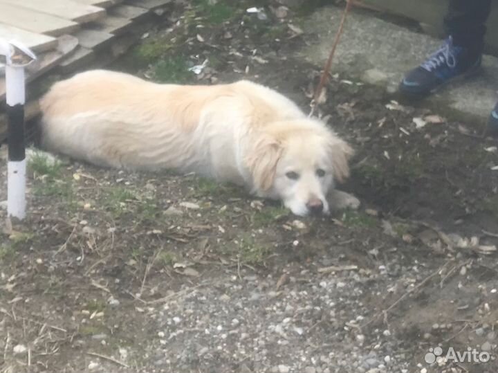 Лабрадор ретривер