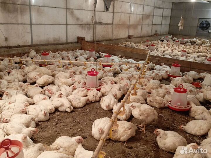 Куры бройлеры