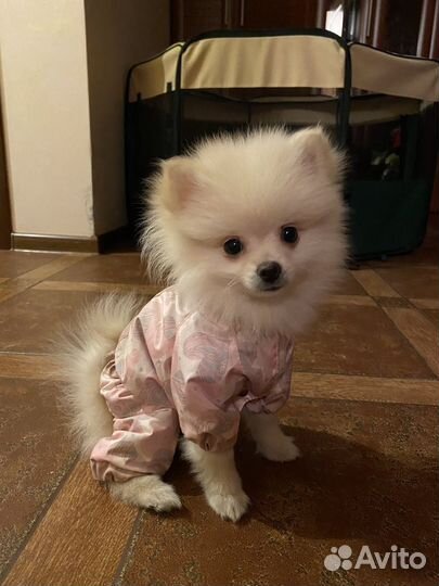 Дождевик для маленькой собаки