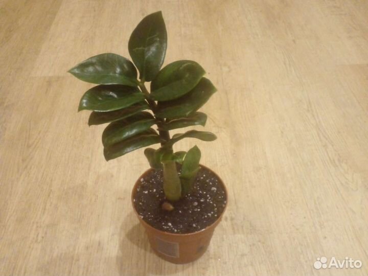 Замиокулькас зензи жук