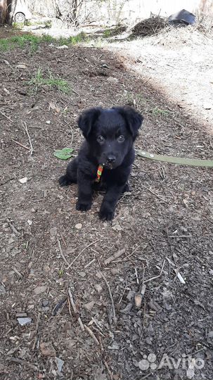 Щенок девочка бесплатно