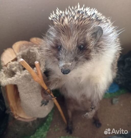 Чучело ёжика
