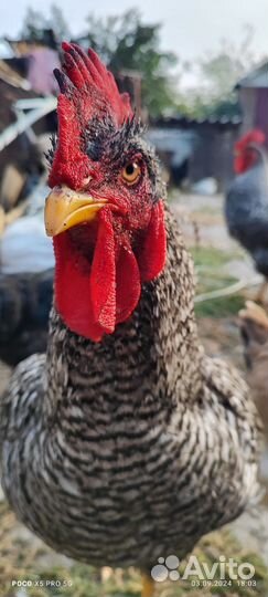 Молодые петухи