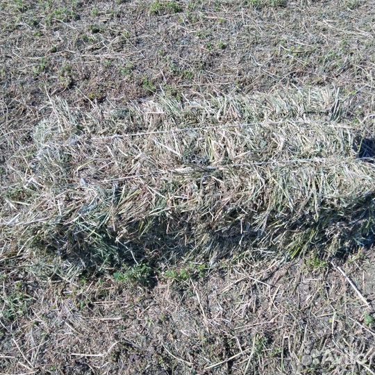 Сено в тюках люцерна, рулонах разнотравье