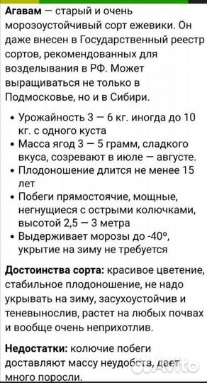 Ежевика Агавам (с шипами). Бронь до 30 июля