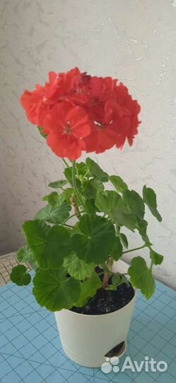 Пеларгония герань