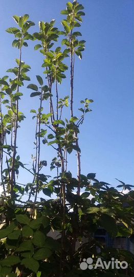 Яблоня колоновидная