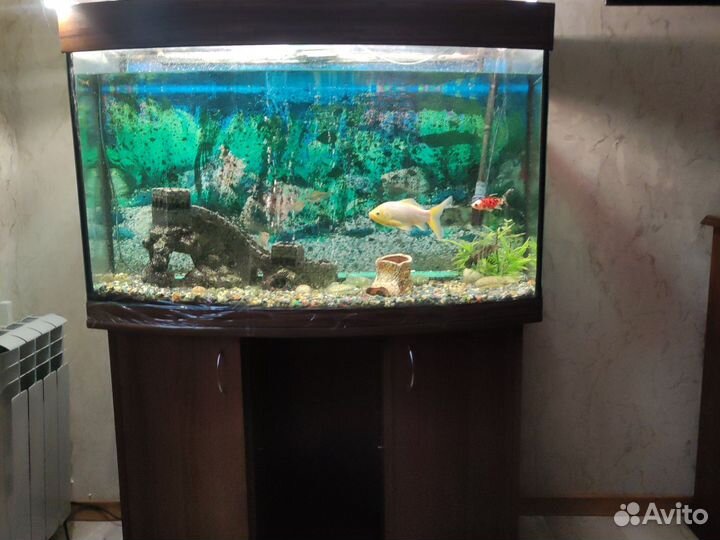 Аквариум