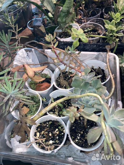 Суккуленты