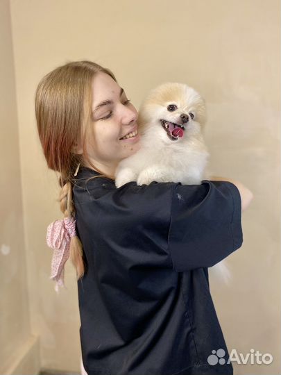 Стрижка собак и кошек