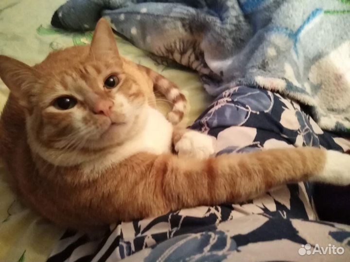 Кошка брошенная после смерти хозяйки