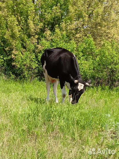 Корова стельная дойная