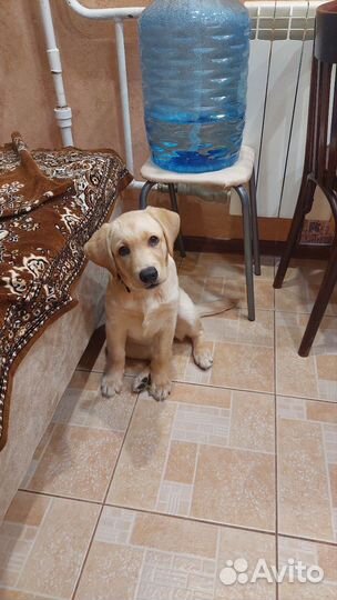 Лабрадор щенок