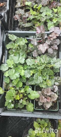 Многолетники садовые