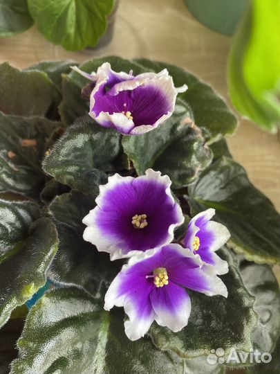 Пеларгония, фиалки