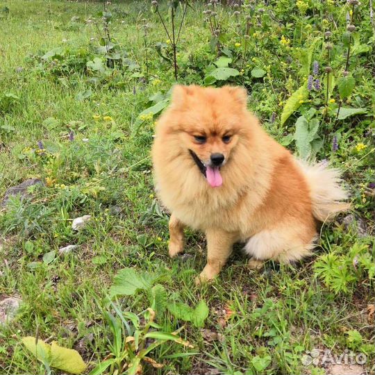 Шпиц средний (Миттельшпиц) вязка