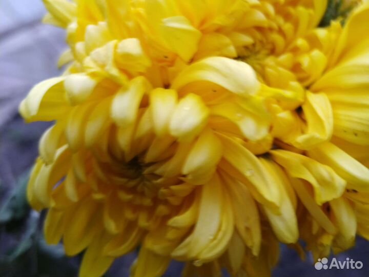 Хризантема