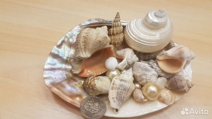 Набор ракушек