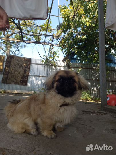 Вязка пекинес