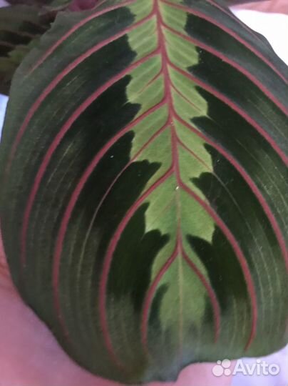 Маранта лимон лайм