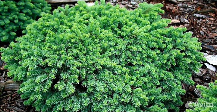 Ель голубая подушковидная Вальдбрун