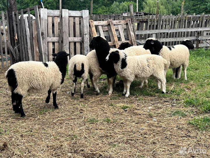 Овцы дорпер