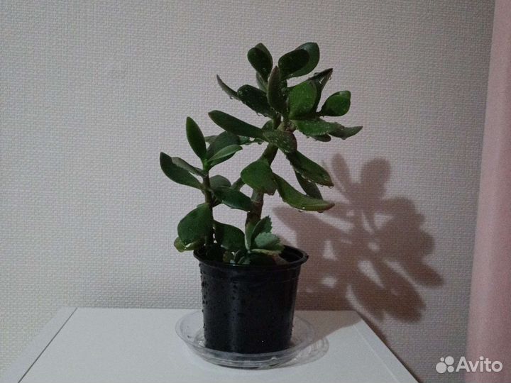 Денежное дерево