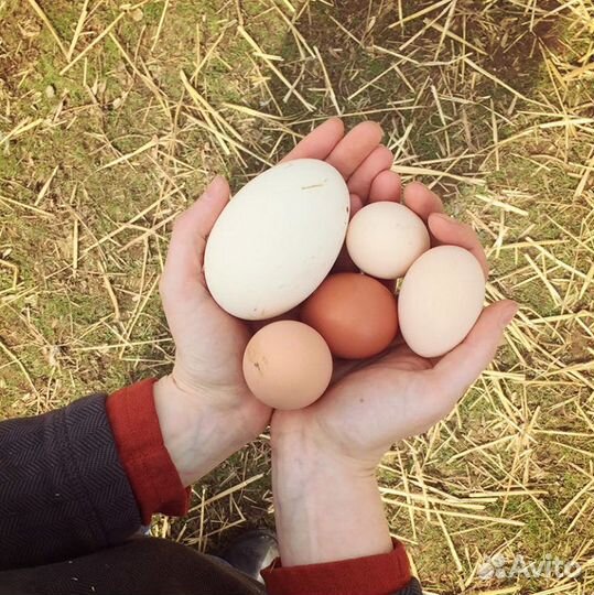 Яйцо утиное, куриное, перепелиное, цесарки