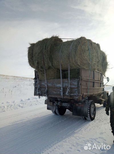 Сено в рулонах