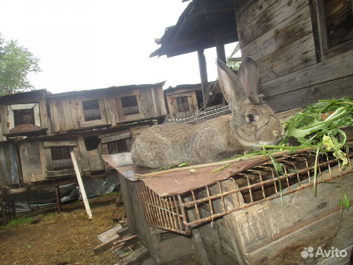 Продам кроликов и мясо кроликов