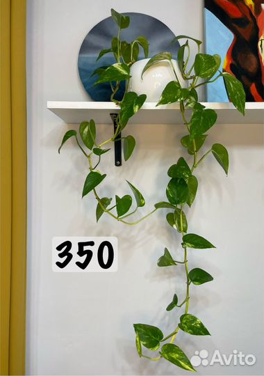 Сциндапсус золотистый (эпипремнум)