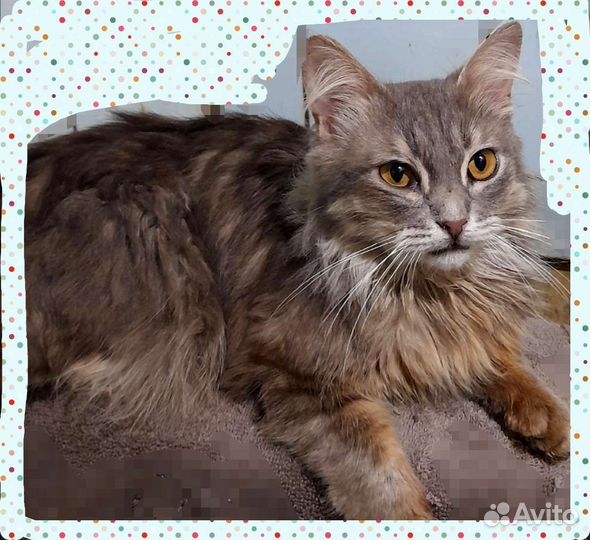 Котик Пушок в добрые руки
