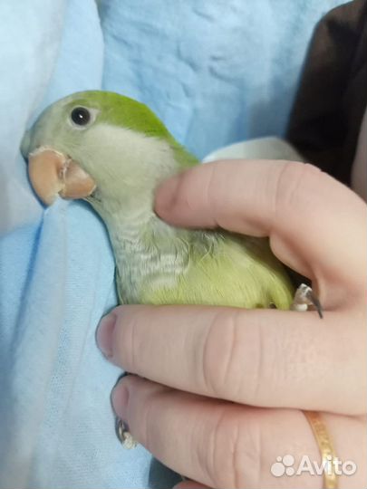 Продам попугая ручной монах калита/квакер