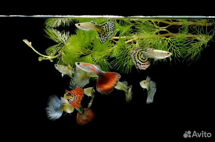 Аквариумные рыбки