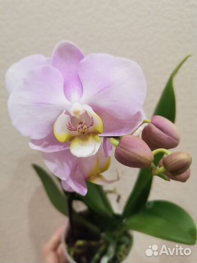 Цветущие орхидеи Сакура, Angel Eyes мультифлоры