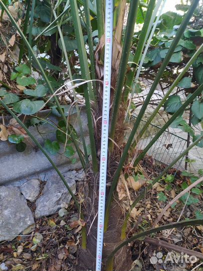 Пальма трахикарпус