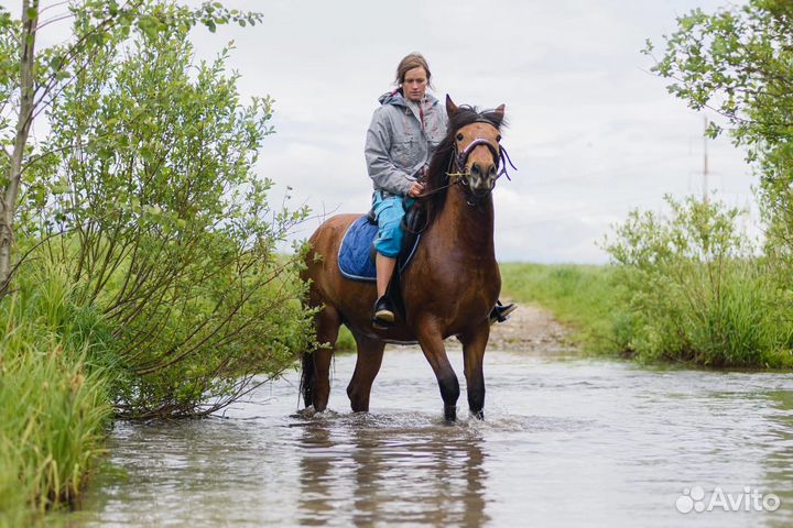 Прогулки на лошадях