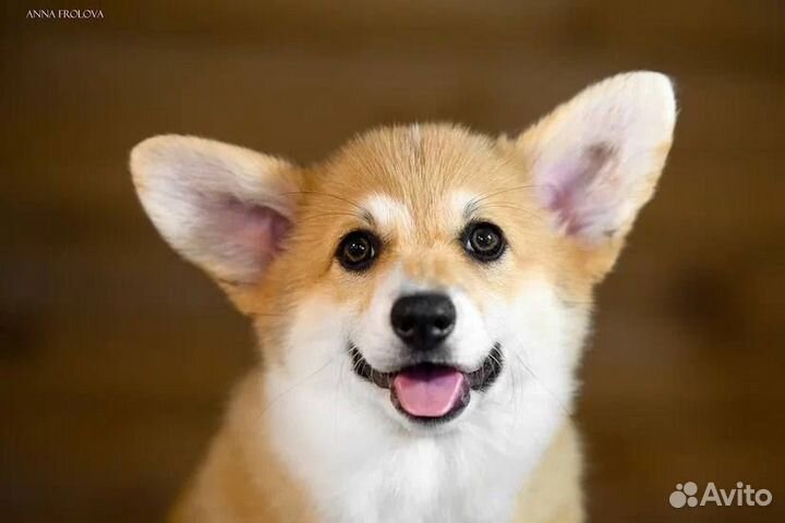 Вельш-корги пемброк красивые и умные щенки